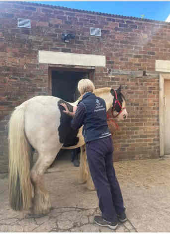 Thornton Rose RDA horse physiotherapy